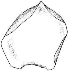 
  Camptochaete arbuscula var. tumida. Frond axis leaf. Drawn from E.M. Chapman s.n., 11 Dec. 1971, CHR 163840.
 Image: R.C. Wagstaff © New Zealand Institute for Bioeconomy Science 2026 CC-BY 3.0 NZ